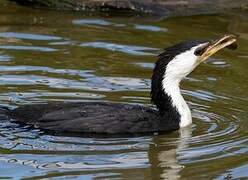 Little Pied Cormorant