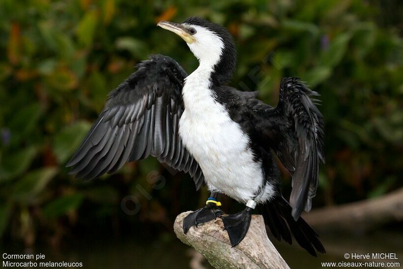 Little Pied Cormorantadult