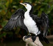 Little Pied Cormorant