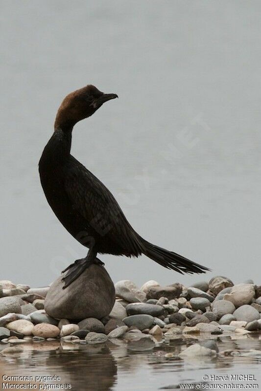 Cormoran pygméeadulte nuptial