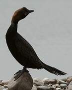 Pygmy Cormorant