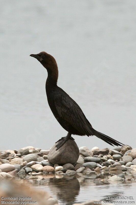 Cormoran pygméeadulte nuptial