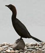 Pygmy Cormorant