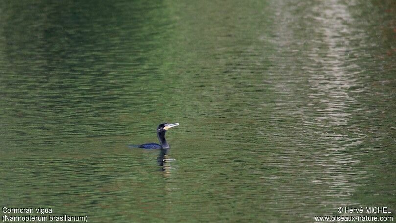 Cormoran viguaadulte