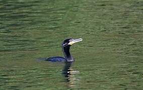 Neotropic Cormorant