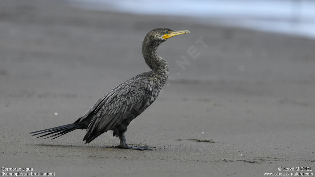 Neotropic Cormorant