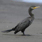 Neotropic Cormorant