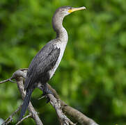 Neotropic Cormorant