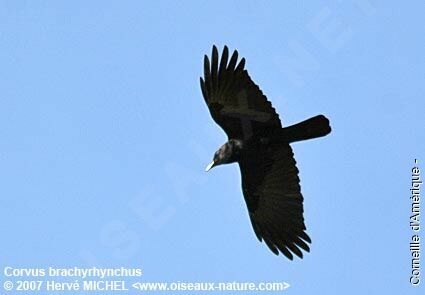 American Crow