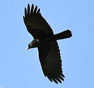 American Crow