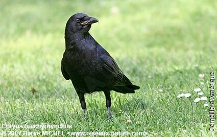 American Crow