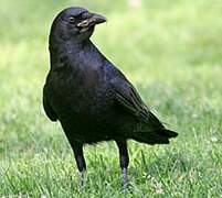 American Crow