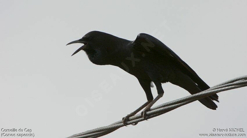 Cape Crow