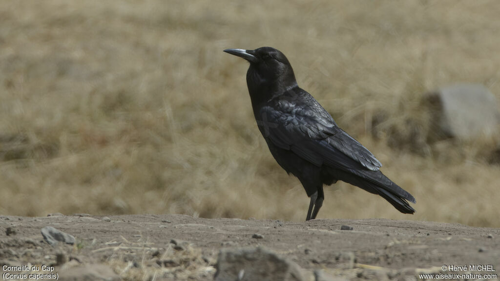 Cape Crow