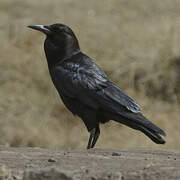 Cape Crow