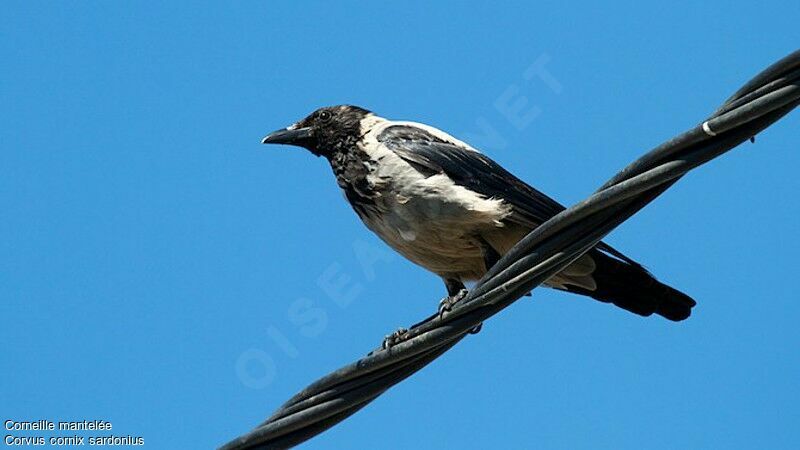 Hooded Crowadult, identification