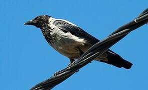 Hooded Crow