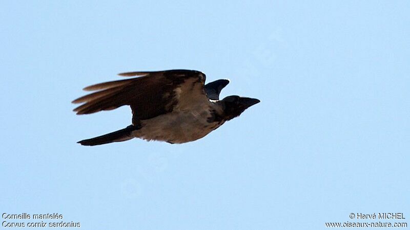 Hooded Crowadult, Flight