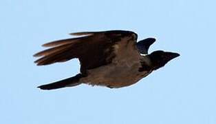 Hooded Crow