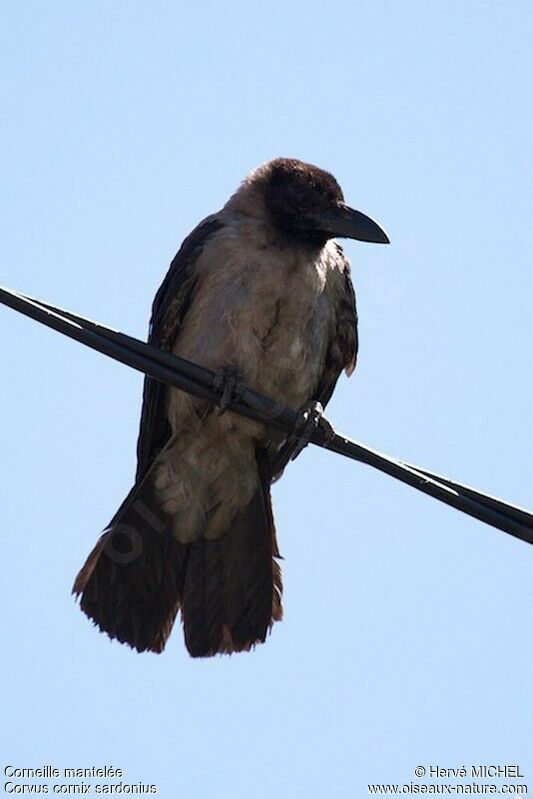 Hooded Crowjuvenile, identification