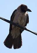 Hooded Crow