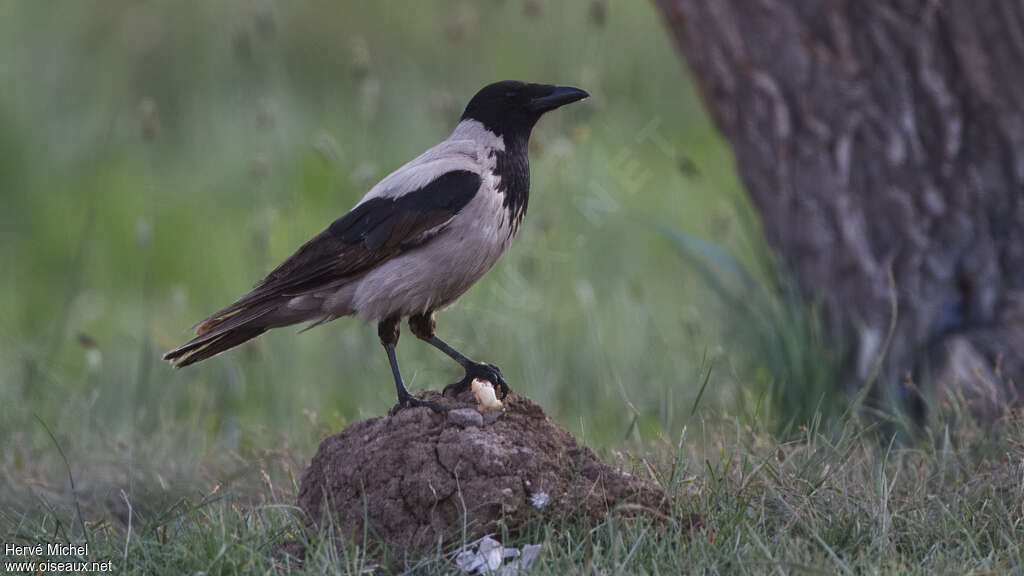 Hooded Crowadult breeding, identification