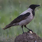 Hooded Crow