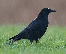 Carrion Crow