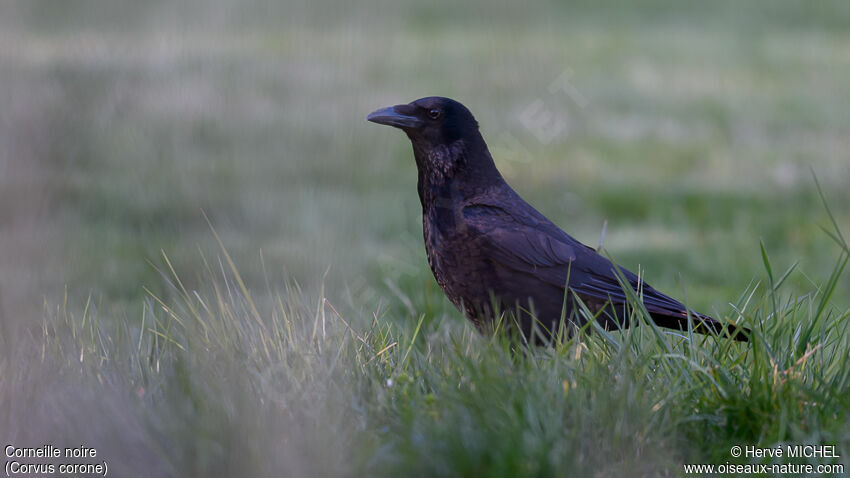 Carrion Crowadult