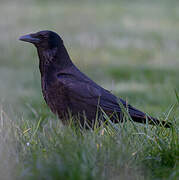 Carrion Crow