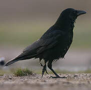 Carrion Crow