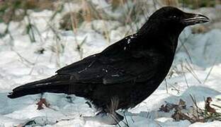 Carrion Crow