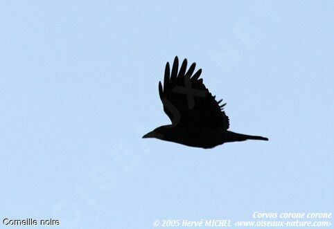 Carrion Crow