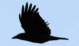 Carrion Crow