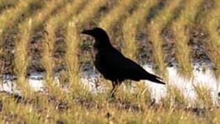 Carrion Crow