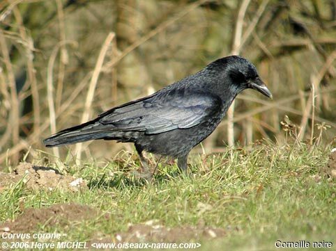 Carrion Crowadult