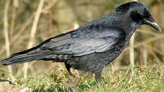 Carrion Crow