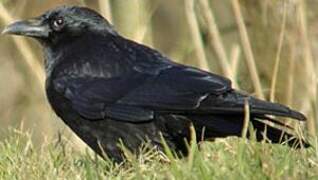 Carrion Crow