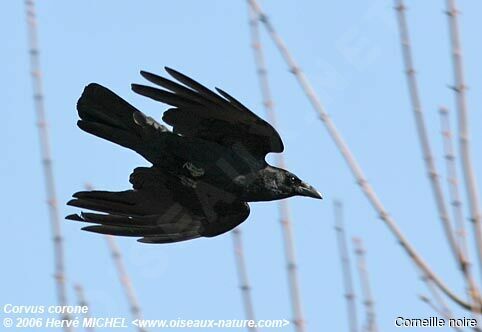 Carrion Crowadult