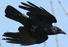 Carrion Crow