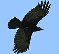 Carrion Crow