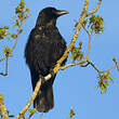 Corneille noire
