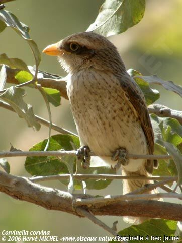 Yellow-billed Shrike