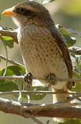 Yellow-billed Shrike