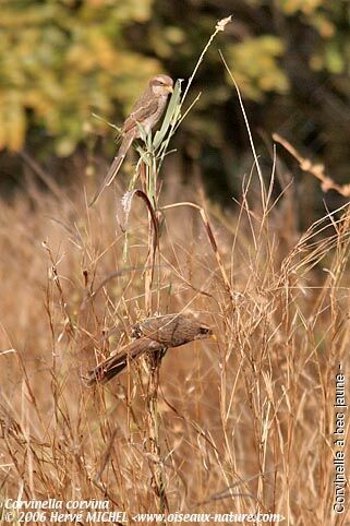 Yellow-billed Shrike