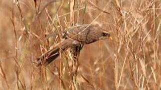 Yellow-billed Shrike