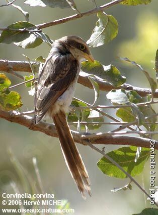 Yellow-billed Shrike