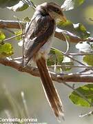 Yellow-billed Shrike