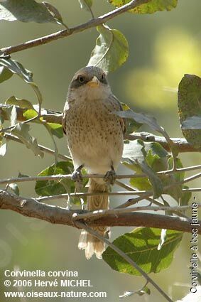 Yellow-billed Shrike