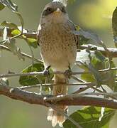 Yellow-billed Shrike